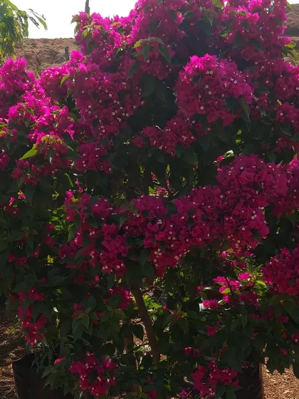 A single, large Bougainvillea bush covered in intense magenta flowers. This variety provides a powerful and consistent splash of color for any sunny spot.