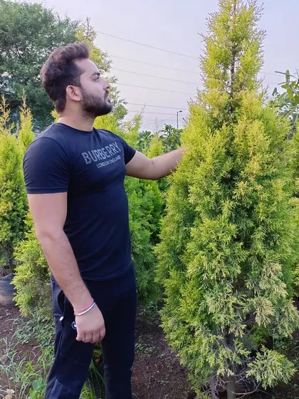 Inspecting the quality of our cypress trees at the nursery before they are sent out for delivery.