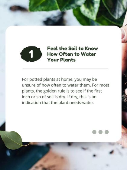 The easiest way to know if your plant needs water is to feel the soil. If the top inch is dry, it's time to water. This is a simple but crucial step in preventing both over and underwatering.