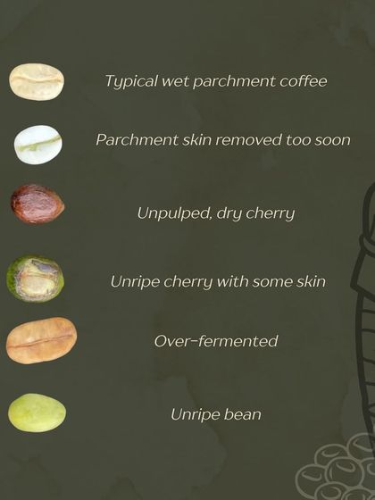 Quality control starts with the green beans. Our training helps you identify defects like unripe, over-fermented, or unpulped cherries that can ruin a batch.