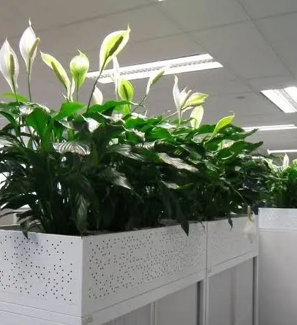 For office spaces, I install these long planters with air-purifying Peace Lilies directly on cubicle dividers. It's a simple way to bring nature indoors, improve the work environment, and add a modern aesthetic without using floor space.