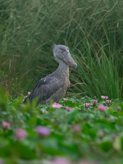 A Shoebill Stork stands among water lilies in Mabamba Swamp, Uganda. This juxtaposition of the "dinosaur-like" bird with the delicate flowers creates a beautiful, almost fairytale-like scene.