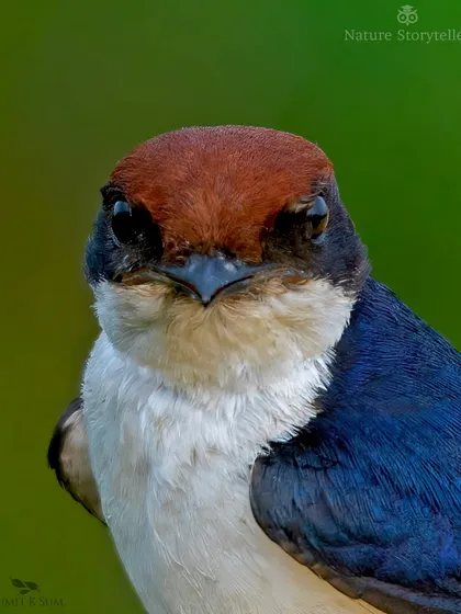 Getting this close to a Wire-tailed Swallow for an intimate portrait requires earning its trust. By staying low and still, I was able to capture its direct, curious gaze. This is the kind of fieldcraft I emphasize for creating compelling wildlife portraits.