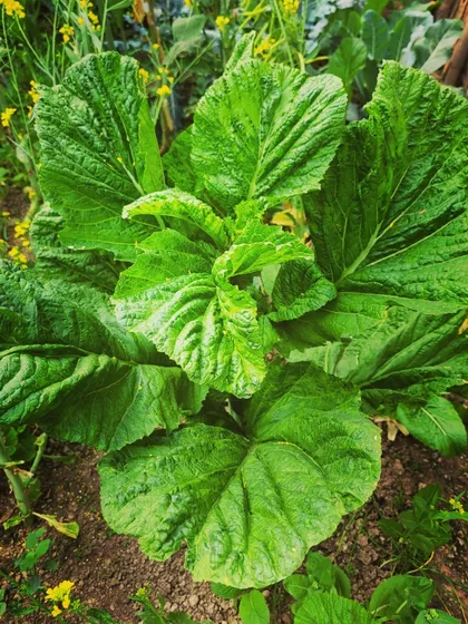 The vibrant green of these mustard leaves promises a flavourful and healthy meal.