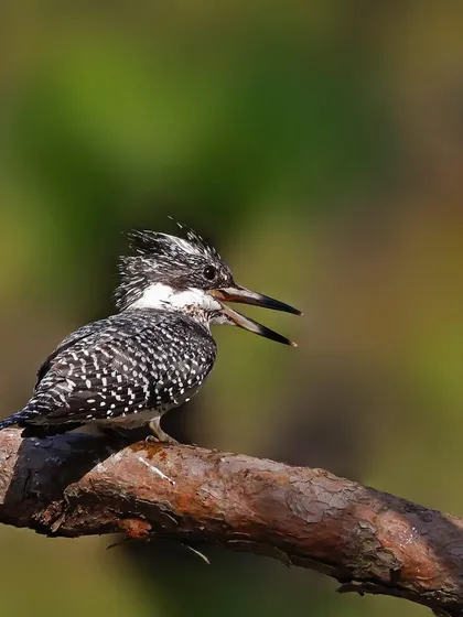 A Crested Kingfisher sits on a pine branch, calling out. The wider shot shows more of the bird's environment and its alert, energetic posture.