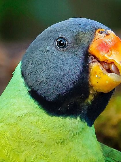 A Slaty-headed Parakeet enjoys a meal. This close-up shows the texture of the fruit in its beak and the subtle grey tones of its head feathers.