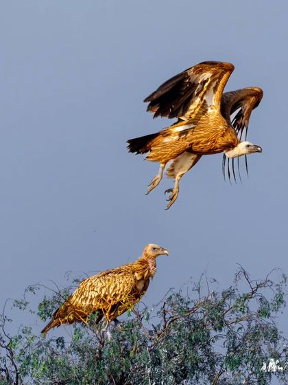 A Himalayan Griffon Vulture, one of the largest vulture species, comes in for a landing while another looks on. Their massive wingspan allows them to soar effortlessly at high altitudes.
