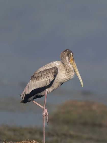 A young Painted Stork resting on one leg.