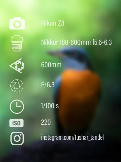 A settings overlay for my photo of the Blue-capped Rock Thrush.