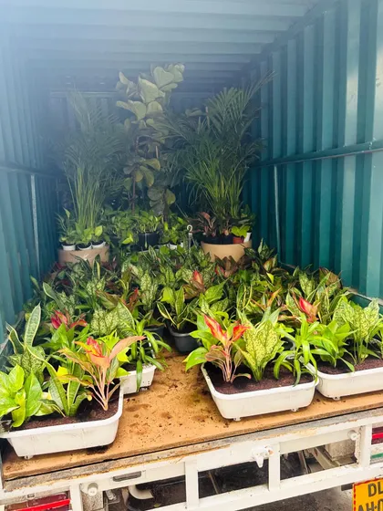 For every project, big or small, we transport the plants in our own trucks. This ensures that every plant, from large palms to small indoor varieties like these Aglaonemas, arrives healthy and ready for installation.
