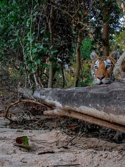 On Safari With Me: Behind the Lens photo 17