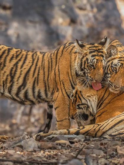 Queen Arrowhead with her little ones. A mother's love is unconditional. This tender moment of grooming and affection shows a softer side to the powerful tigress.