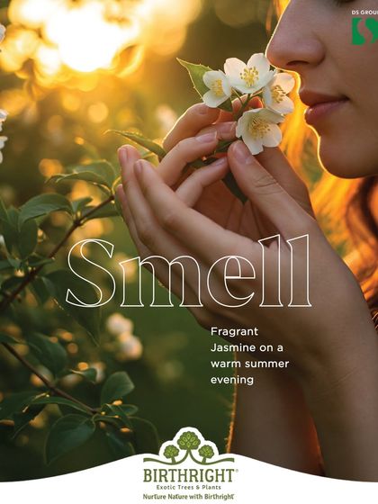 The sense of smell. The fragrance of Jasmine on a warm summer evening is a powerful sensory experience that can transport you instantly.