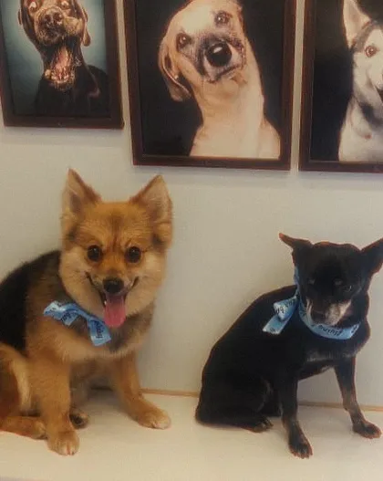 These two besties are looking sharp with their matching blue bows.