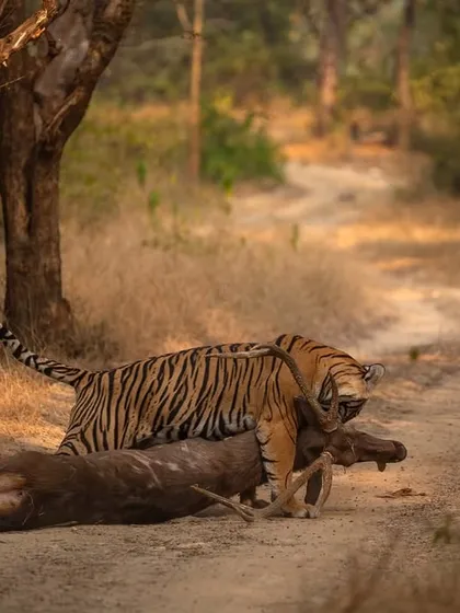 A tiger with a large sambar kill. Winter sightings might be fewer, but they are often more dramatic, set against the stark beauty of the landscape and the soft, golden light.