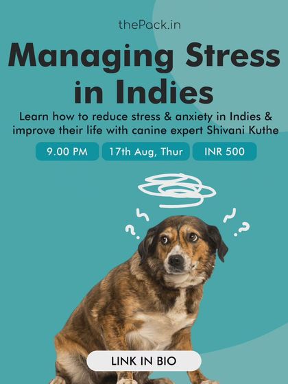 This poster for my "Managing Stress in Indies" class highlights the importance of understanding the unique challenges our street dogs face. All proceeds go towards supporting their welfare.