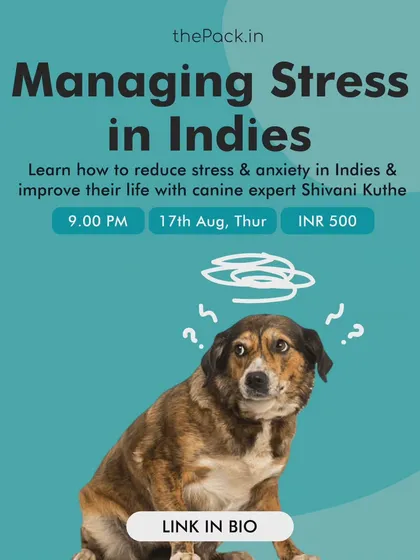 This poster for my "Managing Stress in Indies" class highlights the importance of understanding the unique challenges our street dogs face. All proceeds go towards supporting their welfare.