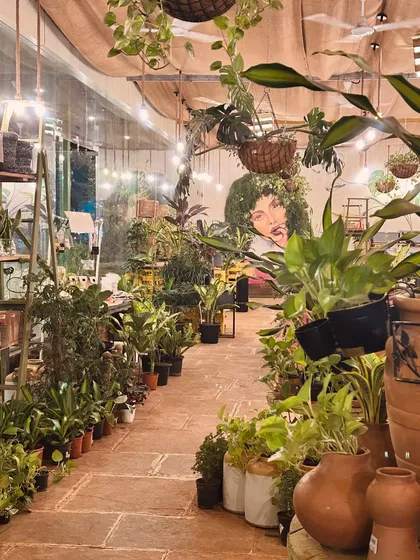 This is the view that greets me every day, a lush indoor jungle filled with light and life. I've filled every corner with plants to create a calm, inspiring atmosphere for you to explore and enjoy.