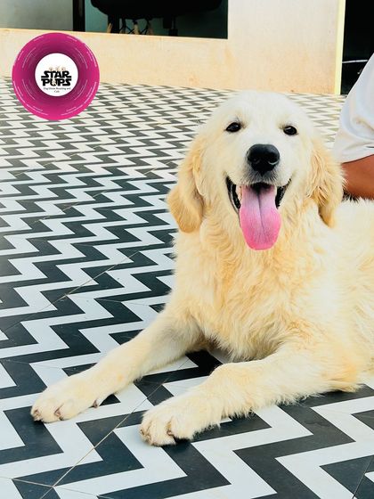 Star Pups - Pet Boarding & Daycare Additional Work & Moments photo 96