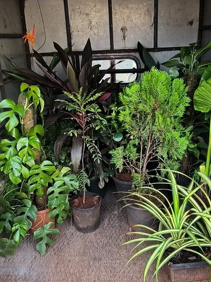 A truck full of our plantscape material, ready for a project. We've got a mix of Monstera, Spider Plants, and other foliage plants ready to create a new green space.
