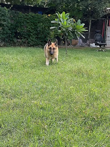 Geet, a handsome German Shepherd, taking a moment to survey his surroundings. Even during active play, dogs need moments to pause and observe, and our large space allows for that.