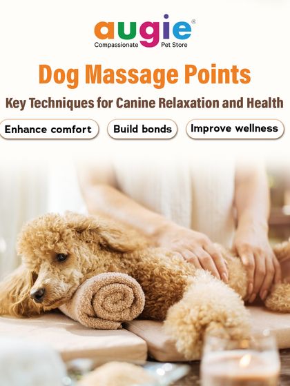 Augie Pets - Pet Grooming Services Dental Health & Wellness Guides photo 4