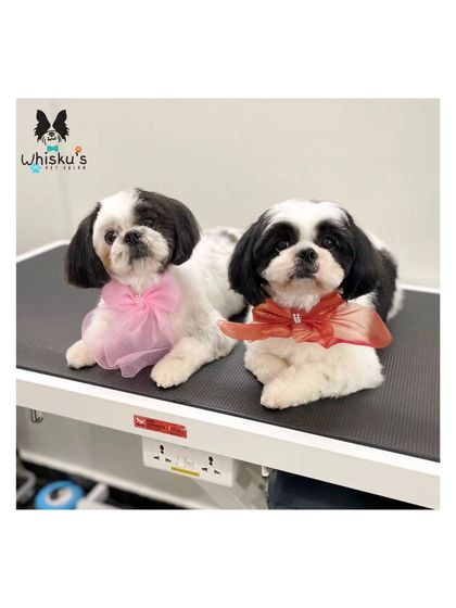 Furrybells Pet Grooming - Pet Grooming (Dogs & Cats) Breed-Specific Dog Styles photo 38