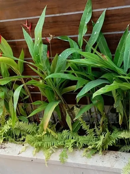 Planter boxes are a great way to add a lot of greenery against a wall. Here, I've used a mix of ferns and flowering plants to create a lush, layered look against the warm tones of the wooden paneling.