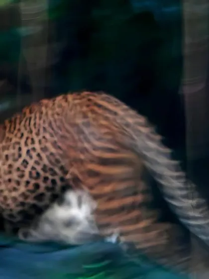 A phantasmal glimpse of a leopard, my favorite feline, disappearing into the shadows. This image, a result of excitement and inappropriate camera settings, captures the ghost-like essence of this bewitching wild cat.