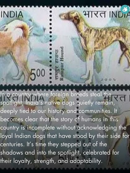 The Pack - Online Pet Parent Community A Voice for Every Dog photo 56