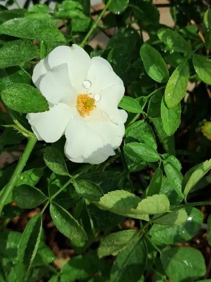 Bhardwaj - Urban Gardening Consultation A Riot of Colorful Flowers photo 131