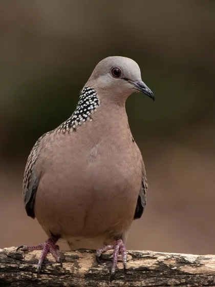 A beautiful portrait of a Spotted Dove, showcasing its delicate features and the spotted pattern on its neck.