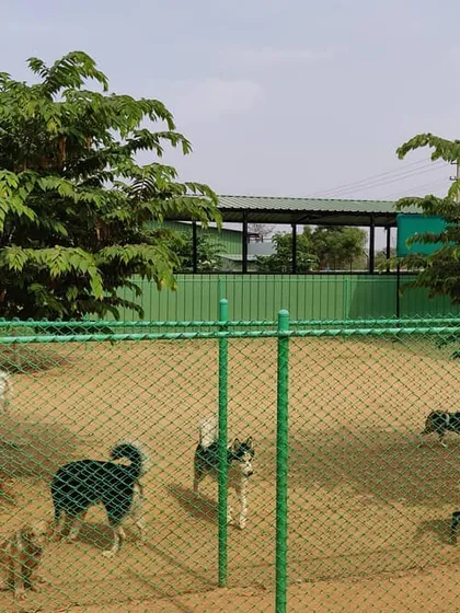 My facility includes large, secure play areas where dogs can socialize under supervision. This allows them to learn appropriate dog to dog interaction, which is something many dogs lack in a typical home environment.