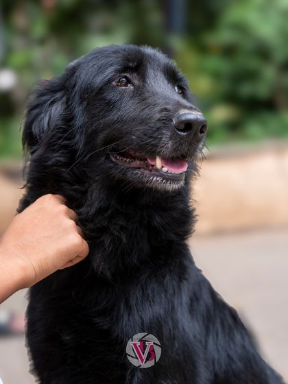 A gentle scratch and a happy dog. Capturing these small acts of love and affection is the essence of an at-home pet photoshoot.
