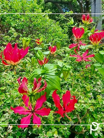 Our Native Plant Showcase photo 6