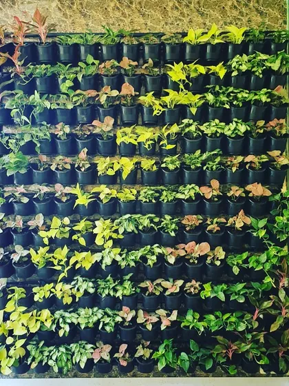 A close-up view of a newly planted vertical garden. You can see the variety of small foliage plants we use, chosen for their color, texture, and ability to thrive in a vertical setup.