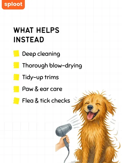 So what helps keep your dog healthy, especially in the monsoon? Deep cleaning baths, thorough blow-drying, tidy-up trims, paw and ear care, and regular flea and tick checks. A clean dog is a healthy dog.