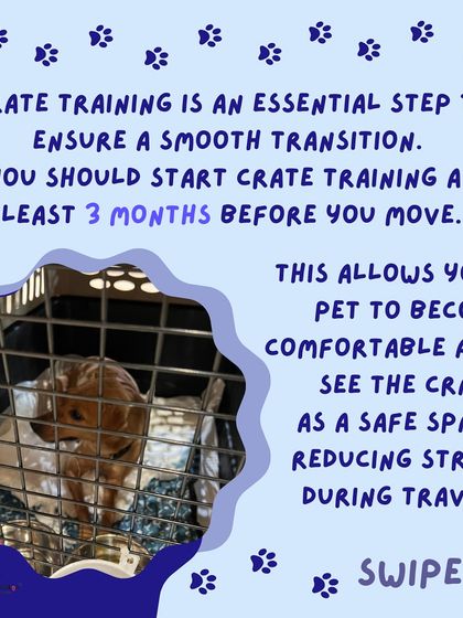 Anvis - Pet Relocation Preparing for Travel: Health, Safety & Documentation photo 33