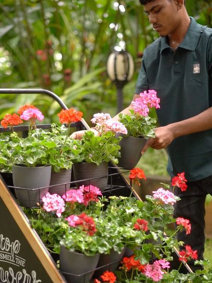 Our team member is arranging a display of colorful Geraniums. These bold beauties are a favorite for their vibrant flowers and aromatic leaves, and we love using them to add instant cheer to any space.