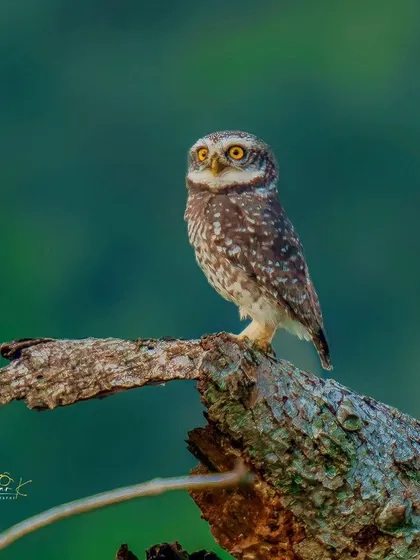 A Spotted Owlet stares directly into the camera with its large, captivating yellow eyes. This sharp, characterful portrait against a soft green background is perfect for engaging an audience on websites, social media, or in print.