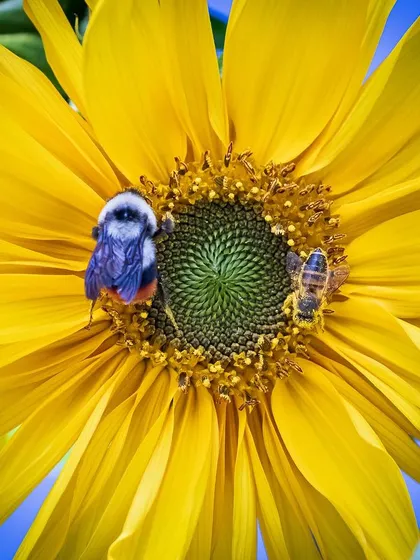 A macro photograph revealing a world of activity on a sunflower. This shot focuses on the intricate details of two bees gathering pollen, demonstrating my passion for capturing the small, often overlooked moments of diligence in nature.