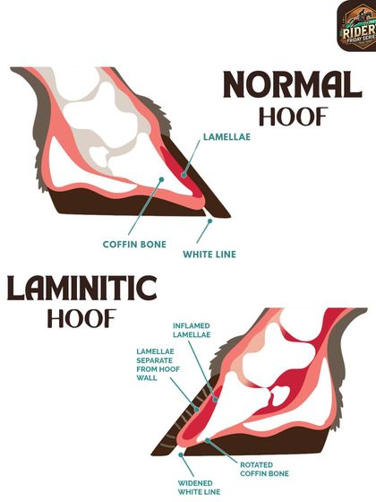 A closer look at the equine hoof reveals the internal changes caused by laminitis. Educating our team on equine anatomy helps us understand the seriousness of this condition and the importance of proper hoof care and diet.