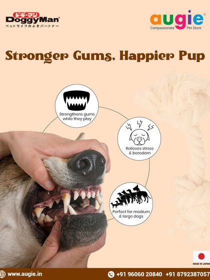 Augie Pets - Pet Supplies Playtime & Cozy Comforts photo 13