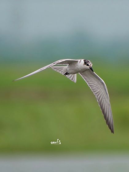 A Whiskered Tern glides effortlessly above the water's surface. This flight shot, taken against a soft green background, emphasizes the bird's sleek and aerodynamic form.