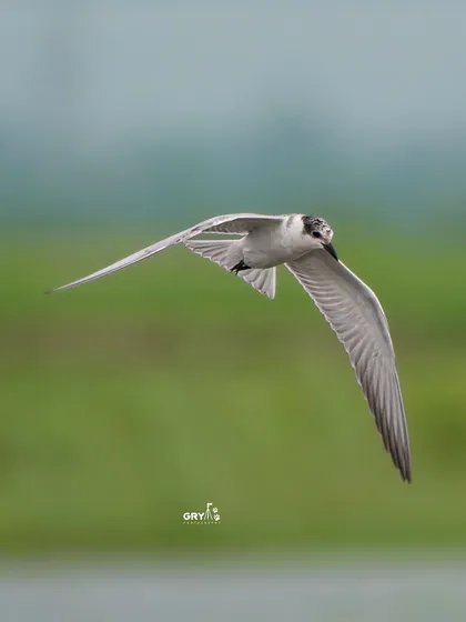 A Whiskered Tern glides effortlessly above the water's surface. This flight shot, taken against a soft green background, emphasizes the bird's sleek and aerodynamic form.