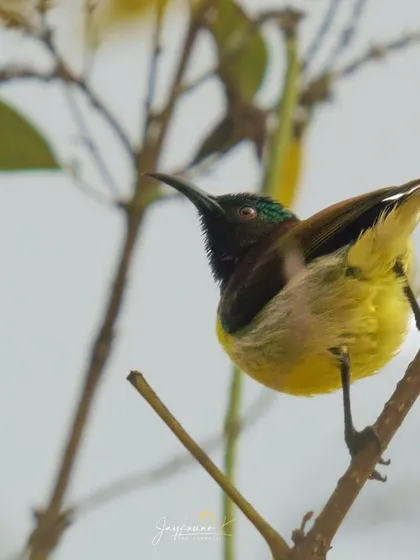 A male Purple Sunbird in non-breeding plumage, showing its characteristic long, curved beak.