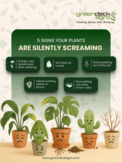 Your plants communicate their needs in subtle ways. This guide shows five common signs of distress, from droopy leaves to hard soil, that tell you it's time to call for expert help.