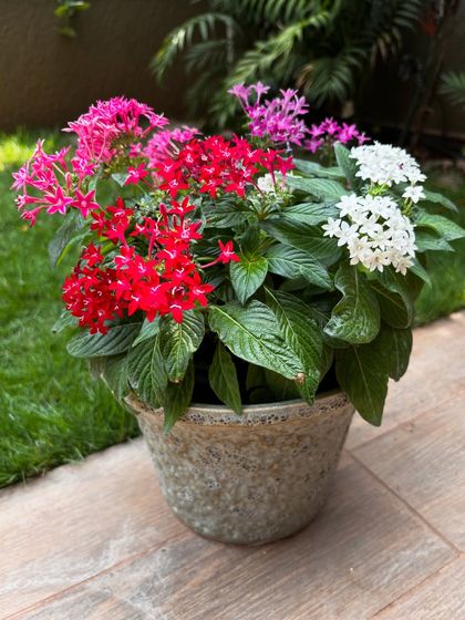 Who says you need a big garden for a burst of color? This mix of perennial Pentas flowers in a single vintage-style pot brings so much life and happiness. They are perfect for a sunny spot on a balcony or patio.