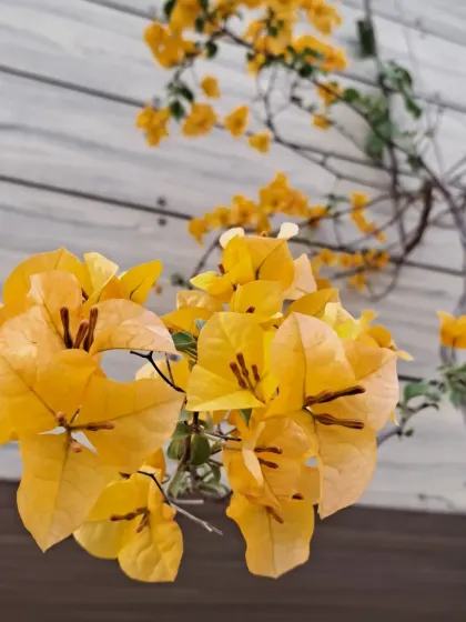 Bhardwaj - Urban Gardening Consultation A Riot of Colorful Flowers photo 156