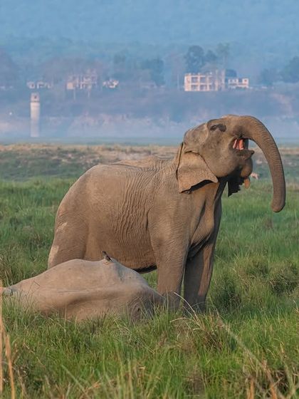 An elephant trumpets while another rests in the grass. Capturing these behavioral moments requires patience and a keen eye for interaction.
